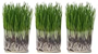 Cat grass grow kit